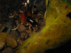 Apotetamenus amazonae