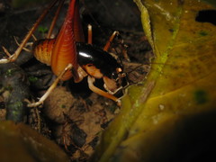 Apotetamenus amazonae
