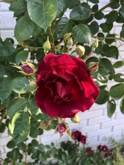 Rosa