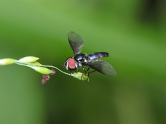 Ocyptamus dimidiatus