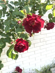 Rosa