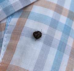 Megacopta punctatissima