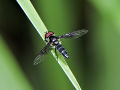 Ocyptamus dimidiatus