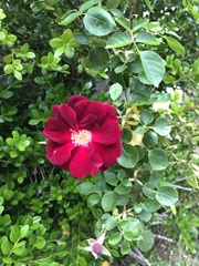 Rosa