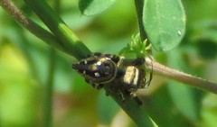 Dendryphantes zygoballoides