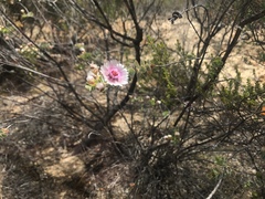 Verticordia oculata