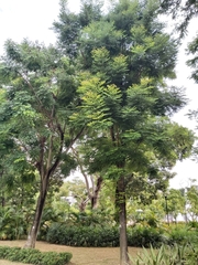 Delonix regia