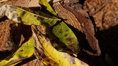 Ophiognomonia leptostyla