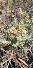 Atriplex vesicaria