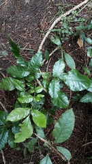 Didymocheton spectabilis, photograph naturewatchwidow, CC BY, iNaturalist via GBIF
