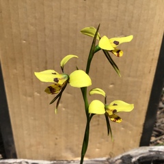 Diuris sulphurea