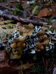 Hypogymnia occidentalis
