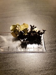 Hypogymnia occidentalis