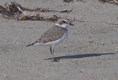 Charadrius nivosus