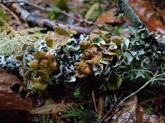 Hypogymnia occidentalis