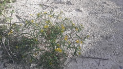 Flaveria ramosissima