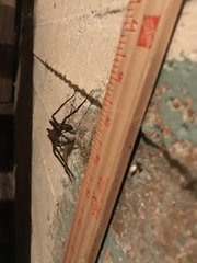 Dolomedes tenebrosus