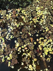 Azolla caroliniana