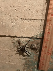 Dolomedes tenebrosus