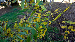Ophiognomonia leptostyla