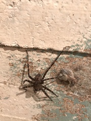 Dolomedes tenebrosus