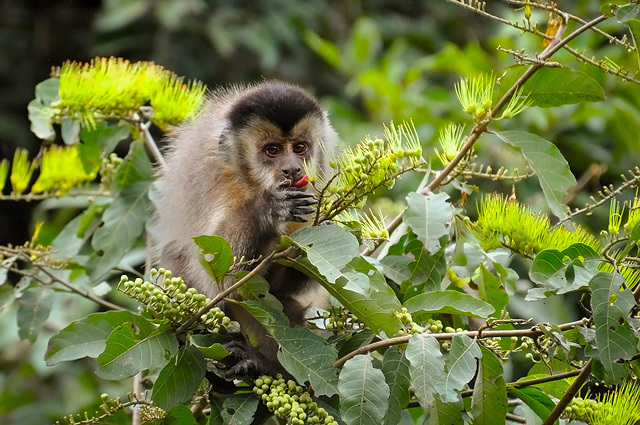 Macaco-prego-do-papo-amarelo (Sapajus cay) · BioDiversity4All