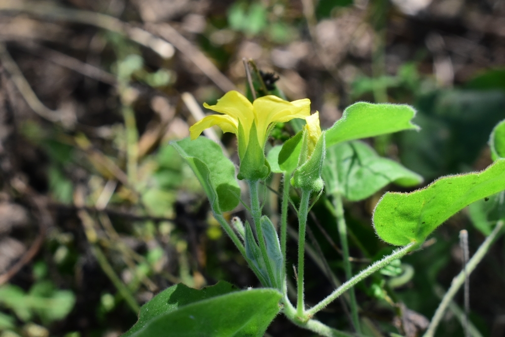 peonyleaf woodsorrel