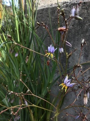 Dianella longifolia longifolia
