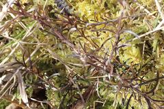 Coprosma elatirioides