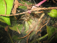 Allagelena difficilis