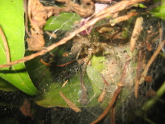 Allagelena difficilis