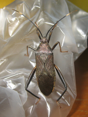 Cloresmini