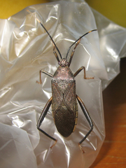 Cloresmini