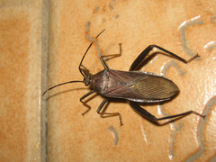 Cloresmini