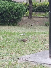 Streptopelia chinensis