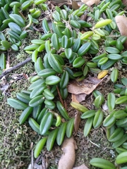 Bulbophyllum shepherdii