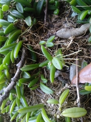 Bulbophyllum shepherdii