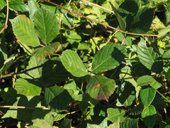 Rubus pascuus