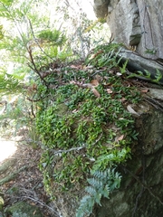 Bulbophyllum shepherdii