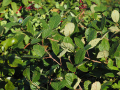 Rubus pascuus