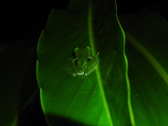 Teratohyla pulverata