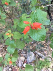 Salvia regla