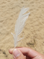 Chroicocephalus novaehollandiae