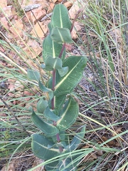Asclepias elata