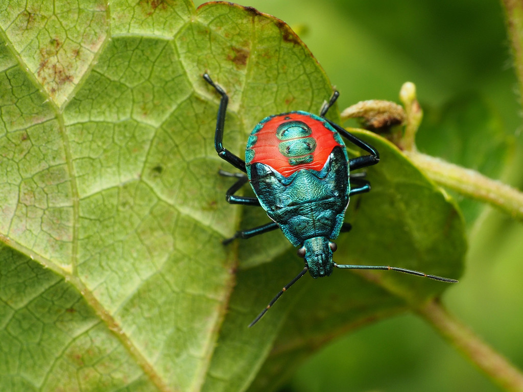 Florida Predatory Stink Bug from Prince George's, Maryland, United ...