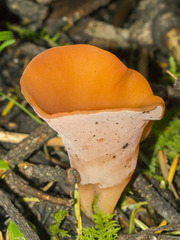 Guepinia