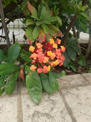 Ixora chinensis