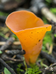 Guepinia