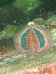 Mespilia globulus image