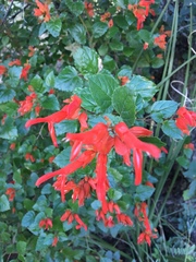 Salvia regla